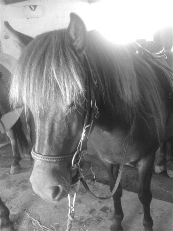 Islænder Litfara fra Gingsholm - Sorry det ikke er i farver, ;) billede 16