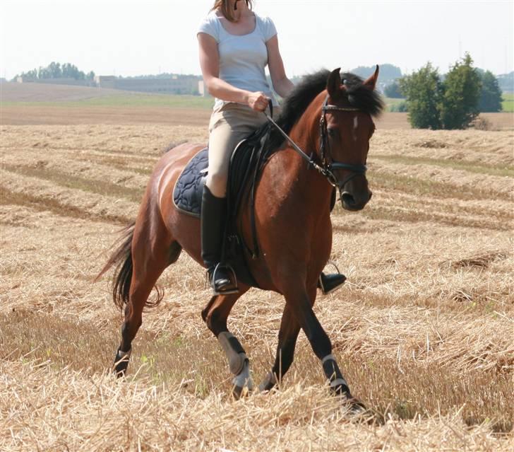 DSP Farinelle 2 - En dejlig travtur på marken på min elskede lille pony billede 6