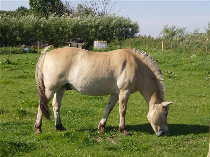 Fjordhest Knold - Igen et "græsser" billede.. Sjovt nok er 80% af de billeder der er taget af Knold, nogen hvor han spiser på! billede 5