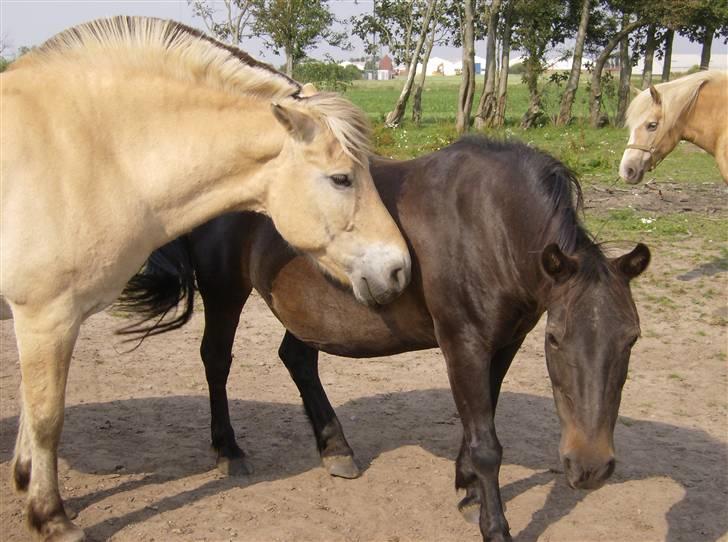 Fjordhest Knold - Knold og hans "kone" Lotte.... De er et uadskilleligt par, så Lotte´s "mor" og jeg er blevet enige om at de skal blive gamle sammen.. Lotte bliver 23 år d. 20 august! billede 7