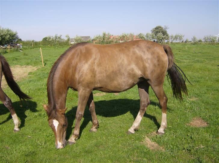 Anden særlig race Kiaya - Så er det blevet sommer! billede 5
