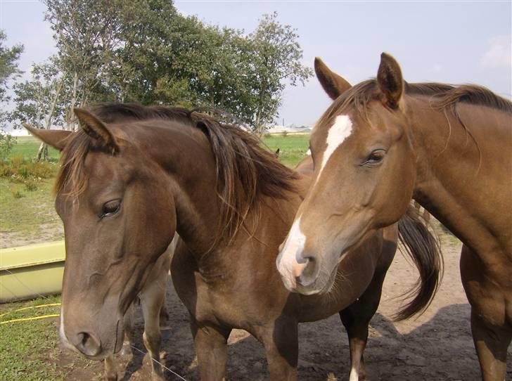 Anden særlig race Kiaya - Kiaya og hendes 2 år gamle datter Agapi..... c",) billede 6