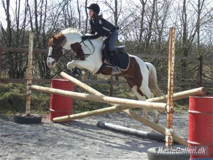 Welsh Partbred (Sec F) Kilmay Prince Pantani  - Hop :D billede 20