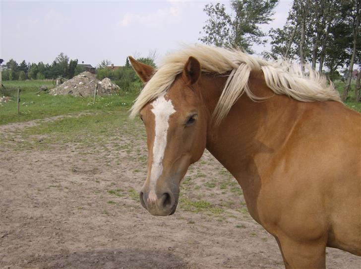 Haflinger Debbie - Har hun ikke det kønneste fjæs!? billede 1