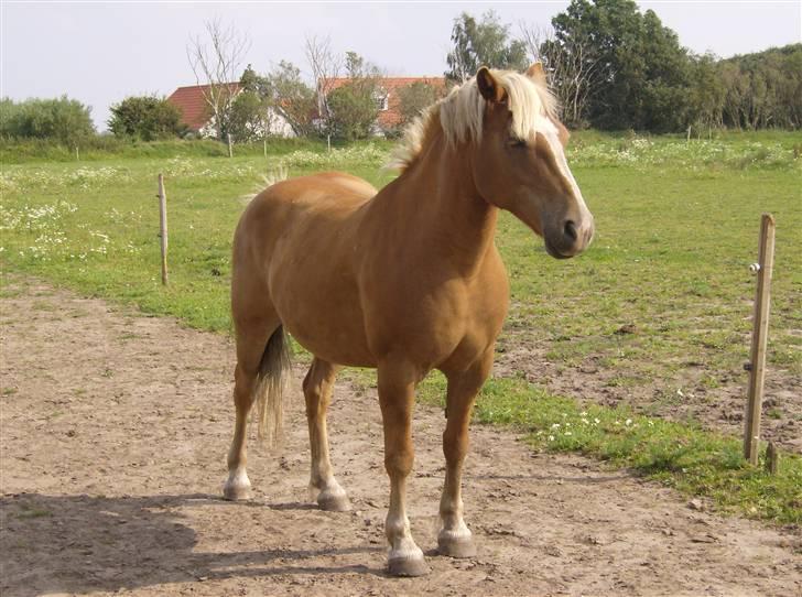 Haflinger Debbie billede 2