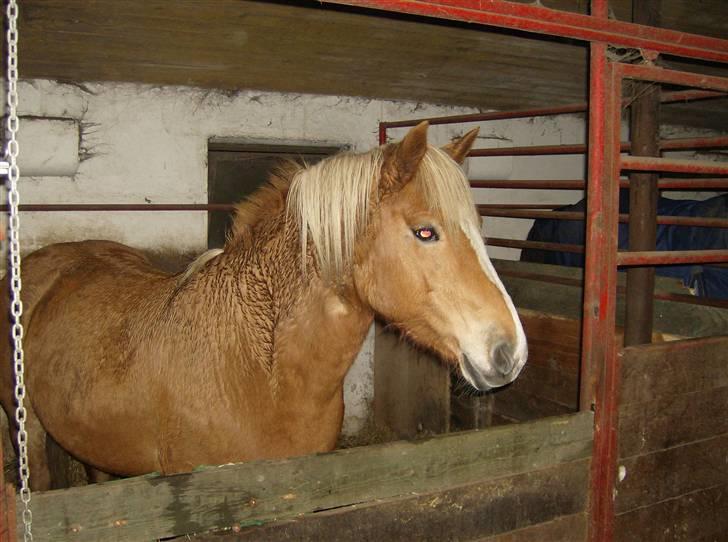 Haflinger Debbie billede 3