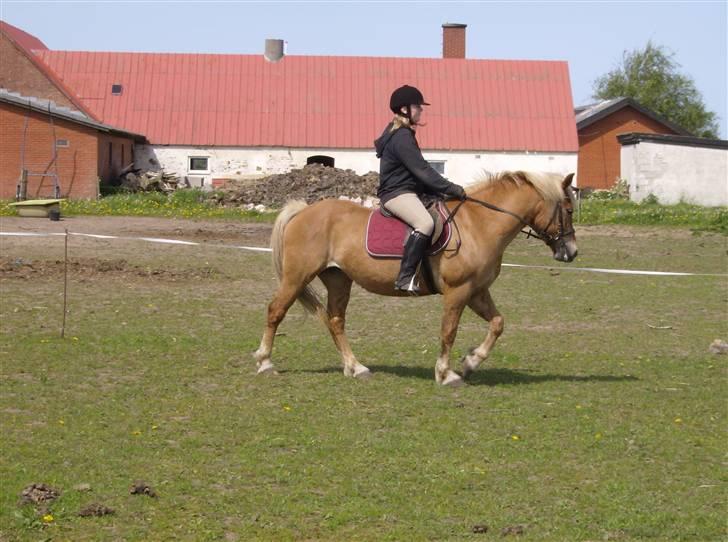 Haflinger Debbie billede 4
