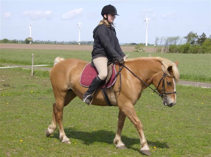 Haflinger Debbie - Går fint til biddet med Lærke billede 5