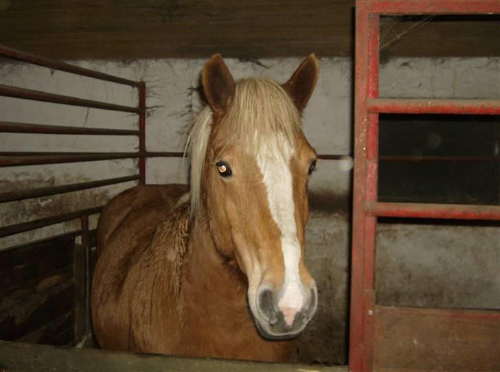 Haflinger Debbie billede 6