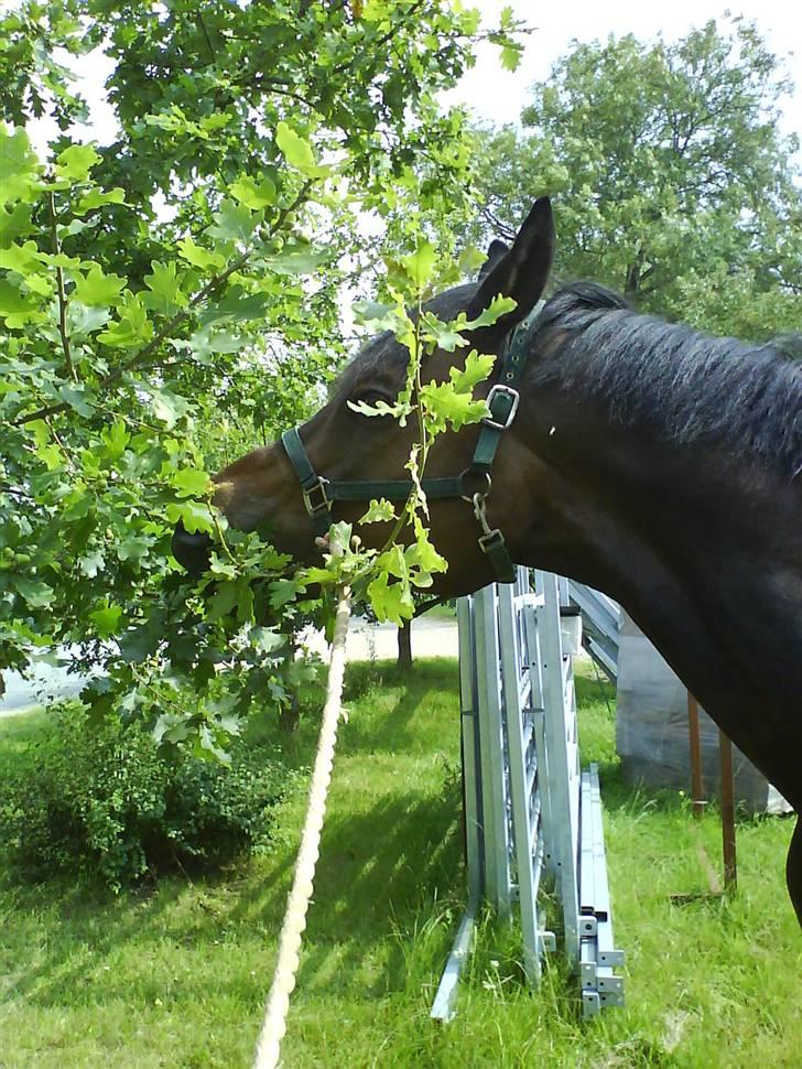 Dansk Varmblod Hængel (Hertug) *R.I.P:* - jeg er en stor giraf :P billede 5