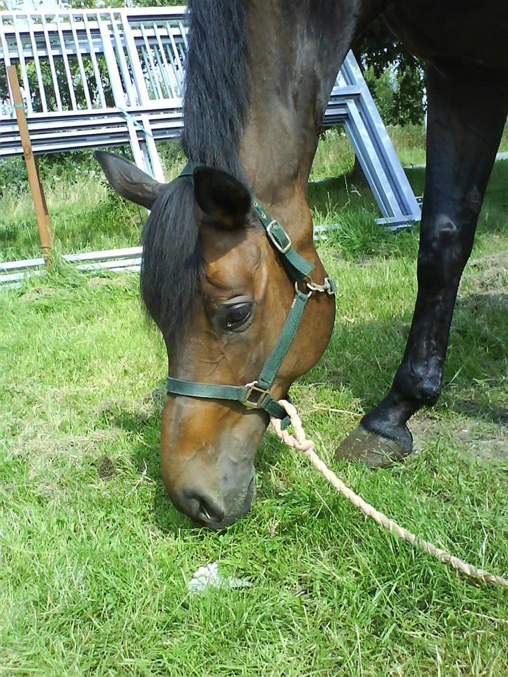 Dansk Varmblod Hængel (Hertug) *R.I.P:* - mmmm græs billede 7