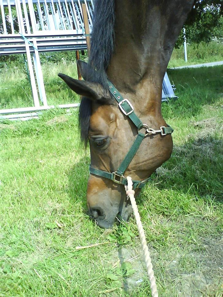 Dansk Varmblod Hængel (Hertug) *R.I.P:* - mmmm mere græs billede 8