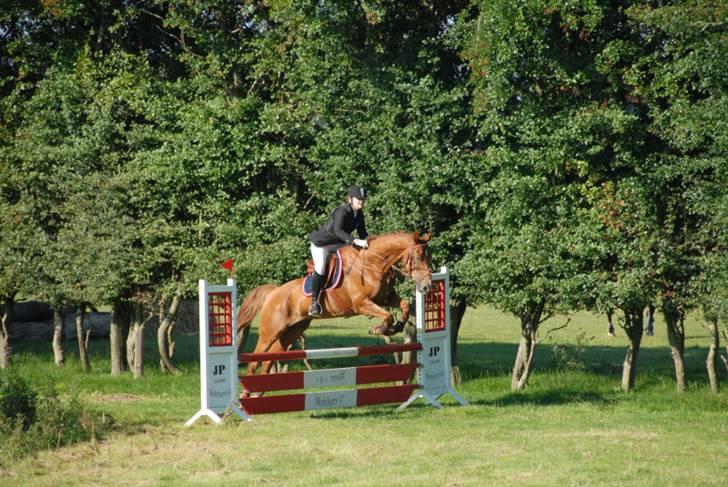 Dansk Varmblod Bias R.I.P :( - Fjeldsted 2007 billede 2