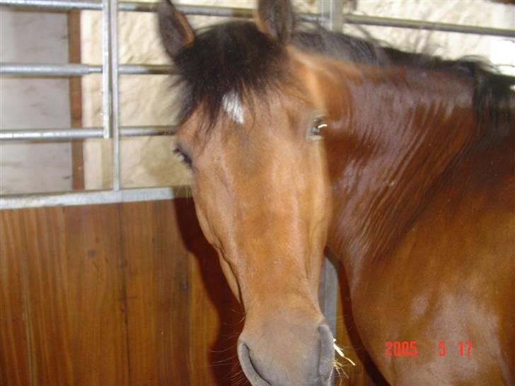 New Forest Opbroeks Mayday (solgt) - Sødt billede. billede 14