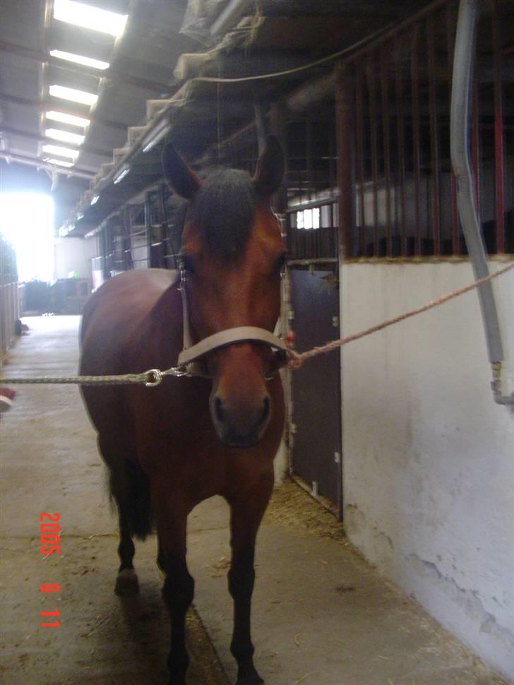 New Forest Opbroeks Mayday (solgt) - Lige inden rideturen. billede 15