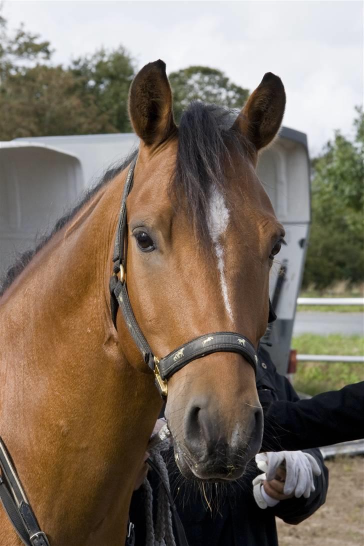 Anden særlig race Ravbjergs Tornado [SOLGT] billede 18