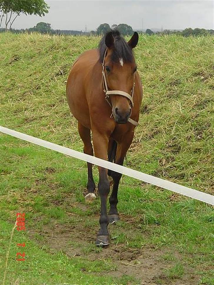 New Forest Opbroeks Mayday (solgt) - Hyggestund på fold. billede 17