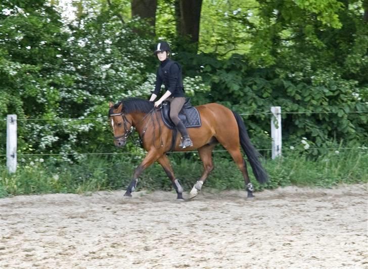 Anden særlig race Ravbjergs Tornado [SOLGT] - d. 20/5-09 - opvarmning til springning (; billede 19