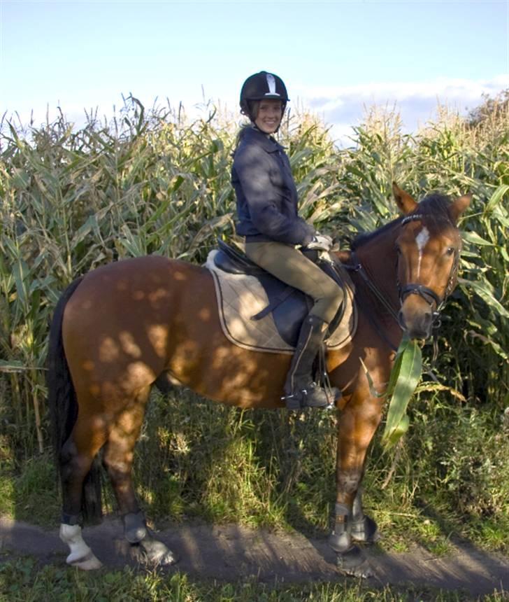 Anden særlig race Ravbjergs Tornado [SOLGT] - Haha.. dher snuppede han da lige et majs-blad på vejen xD d; billede 20