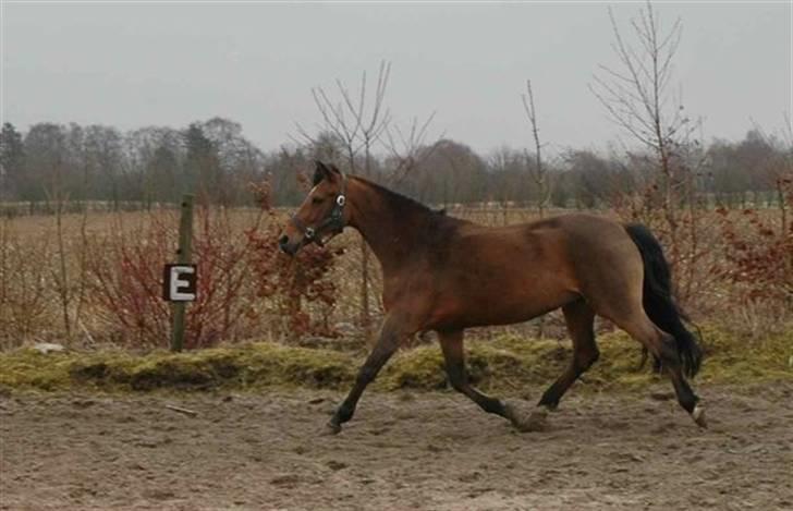 New Forest Opbroeks Mayday (solgt) - Ved Ole Jensen. billede 18