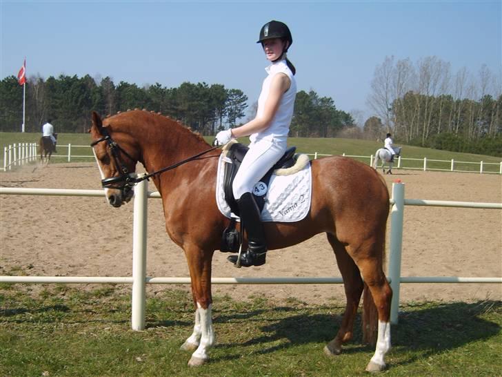 Tysk Sportspony Vanja 2 - Smukke Vanja billede 1