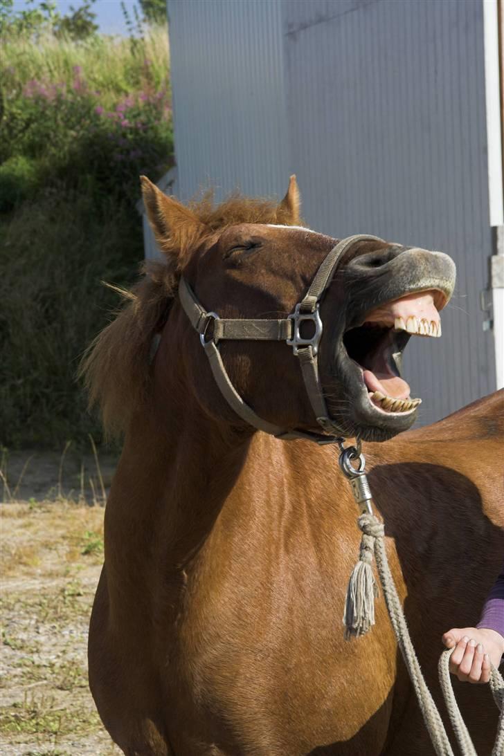 Anden særlig race // Holmens Molly -[SOLGT] - En af Mollys mange flotte grimasser billede 16