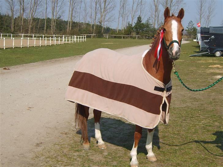 Tysk Sportspony Vanja 2 - Glade Vanja billede 3