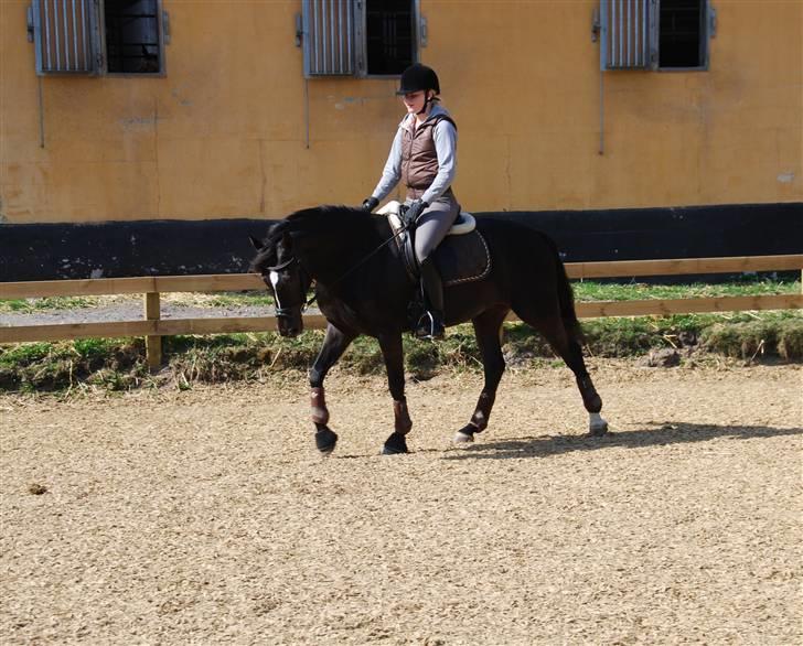 Tysk Sportspony / DSP Bravissima  - *7* mitalt (L) billede 5
