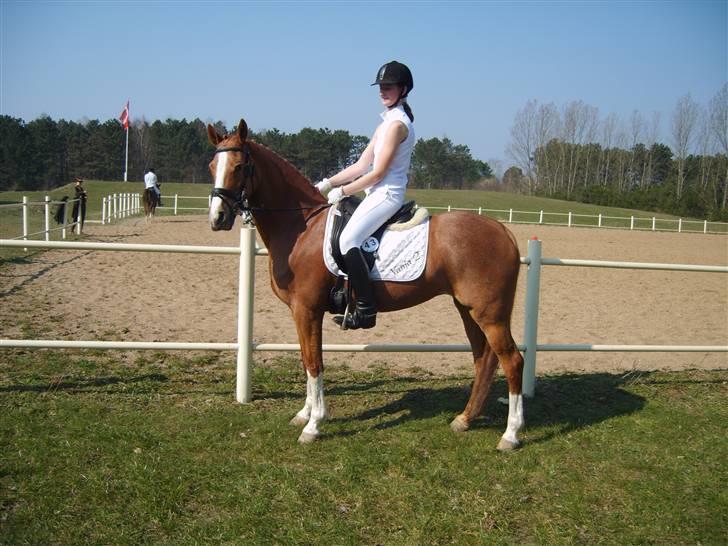 Tysk Sportspony Vanja 2 - Fantastiske pony! billede 4