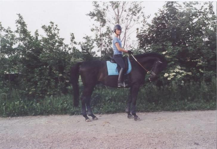 Hannoveraner Dream-Star billede 20