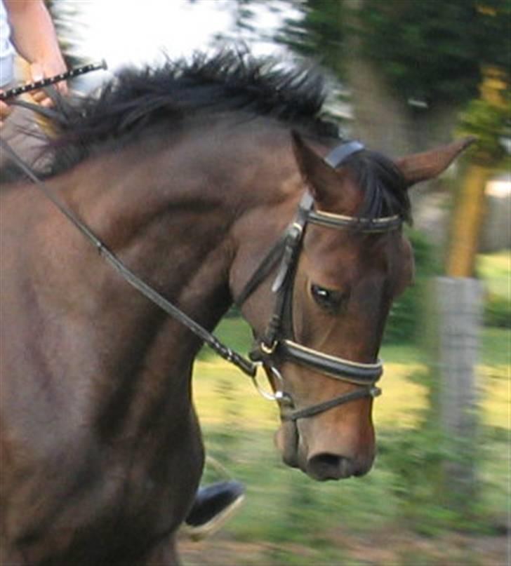 Dansk Varmblod Piccoline  - Picco´s skønne hoved  billede 1