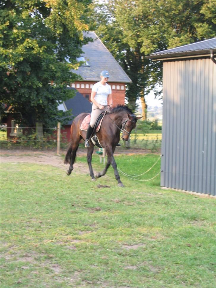 Dansk Varmblod Piccoline  - Øgninger lægges ind som opvarmning billede 2