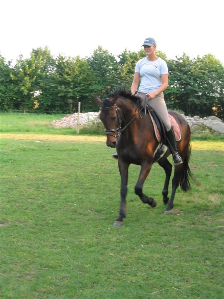 Dansk Varmblod Piccoline  - Skråt igennem, det er svært med lige linier! billede 3