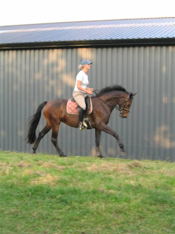 Dansk Varmblod Piccoline  - Rigtigt god form på Picco, men måske skulle rytteren rette sig op! billede 4