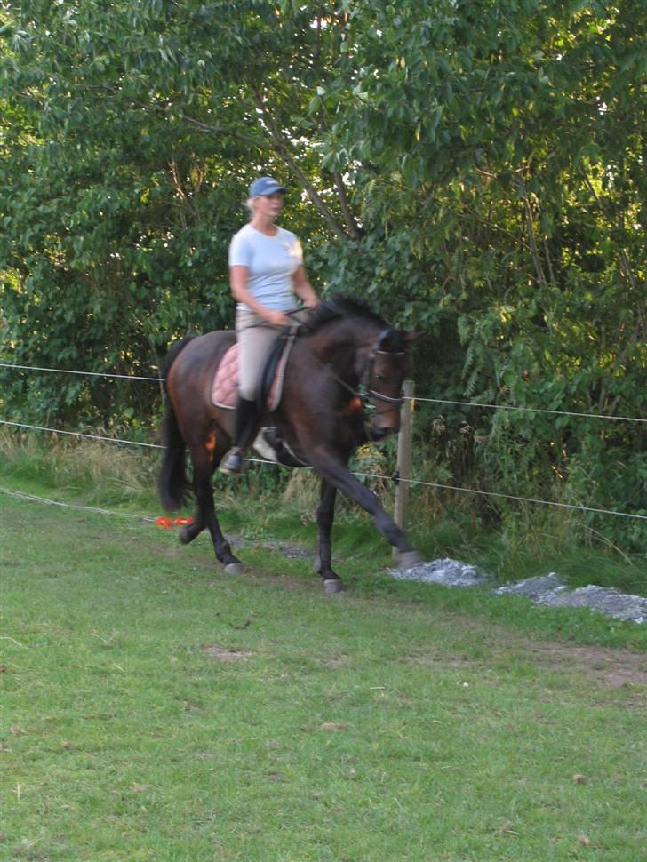 Dansk Varmblod Piccoline  - Fritrav med høje benløft! billede 5