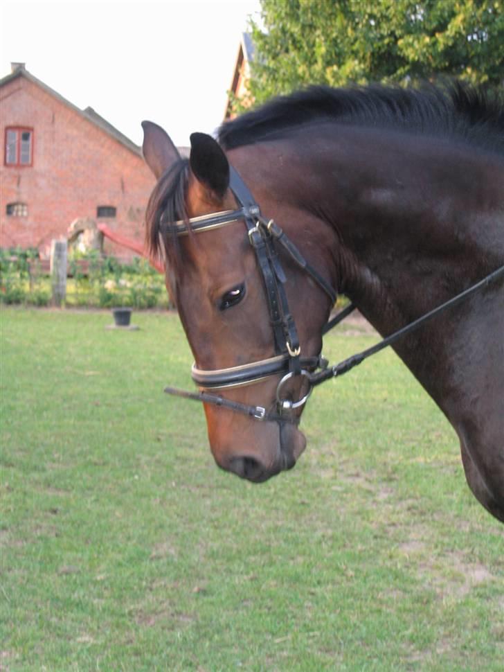 Dansk Varmblod Piccoline  - Piccos hoved! billede 6