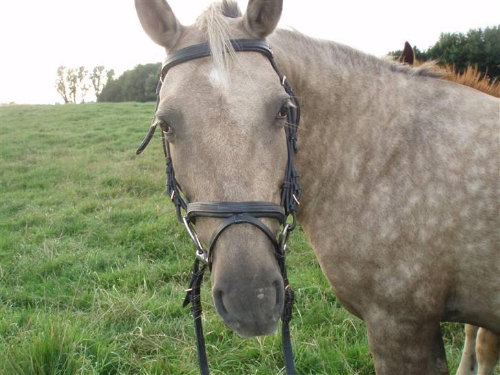 Anden særlig race R.I.P. Blondie ll billede 9
