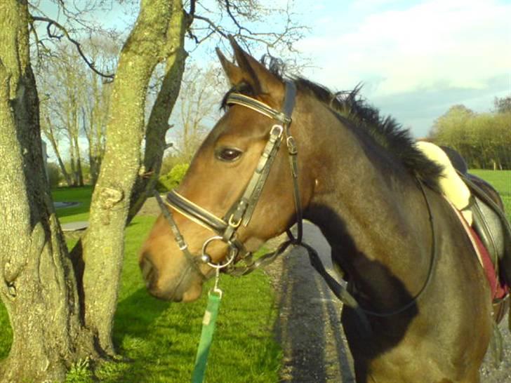 Dansk Varmblod Piccoline  - Her er Picco lige ankommet til sit nye hjem, og er lige tilredet! billede 7