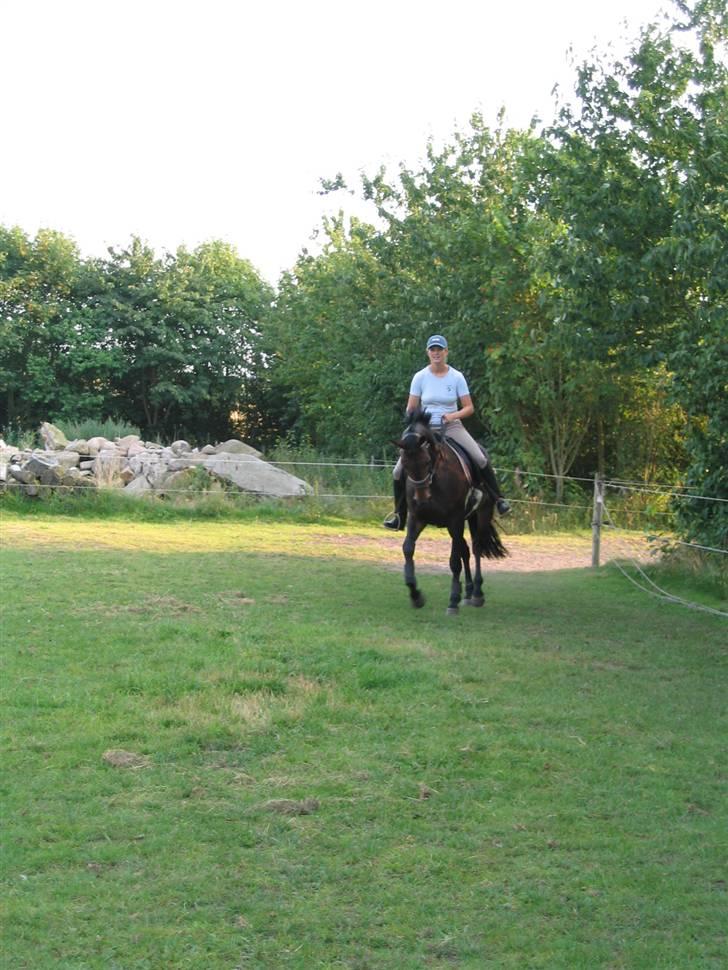 Dansk Varmblod Piccoline  - Skråt igennem billede 8