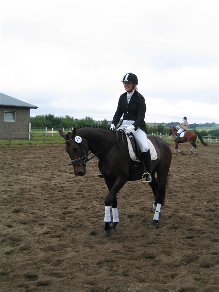 Dansk Varmblod Piccoline  billede 9