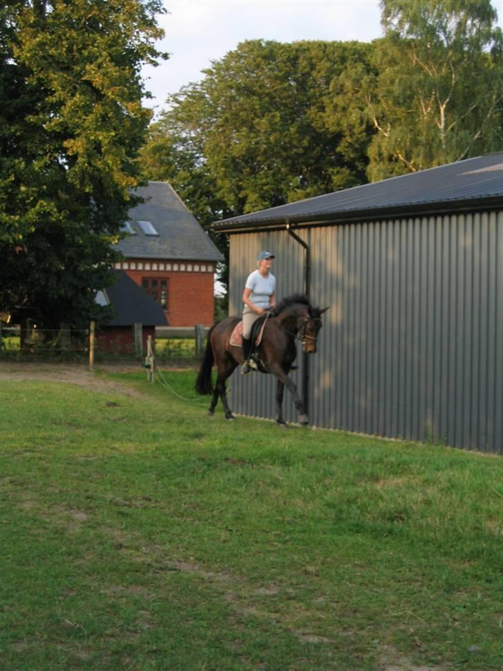 Dansk Varmblod Piccoline  - Galopøgning billede 10
