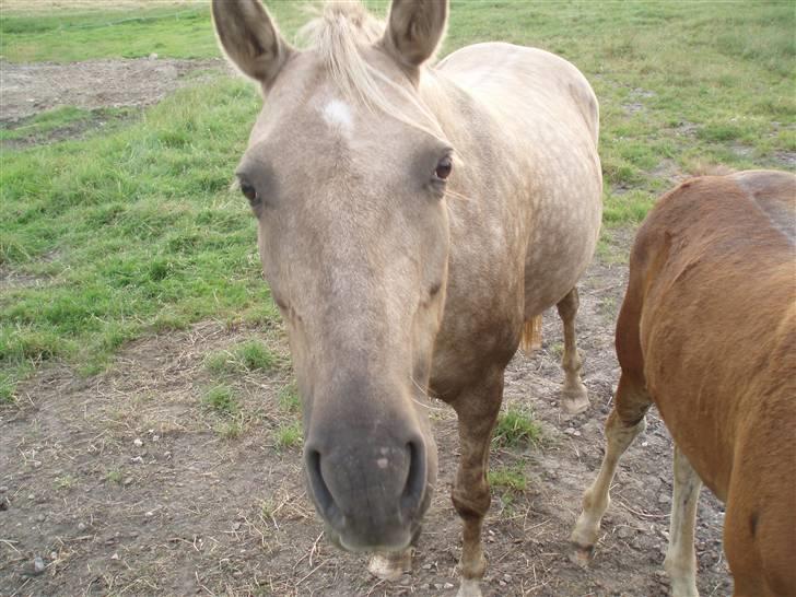 Anden særlig race R.I.P. Blondie ll - smil. :) billede 10
