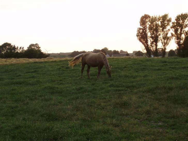 Anden særlig race R.I.P. Blondie ll - solnedgang. :)  billede 11