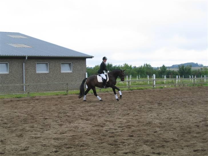 Dansk Varmblod Piccoline  - GAlop til DSA kvalifikation :D  billede 11