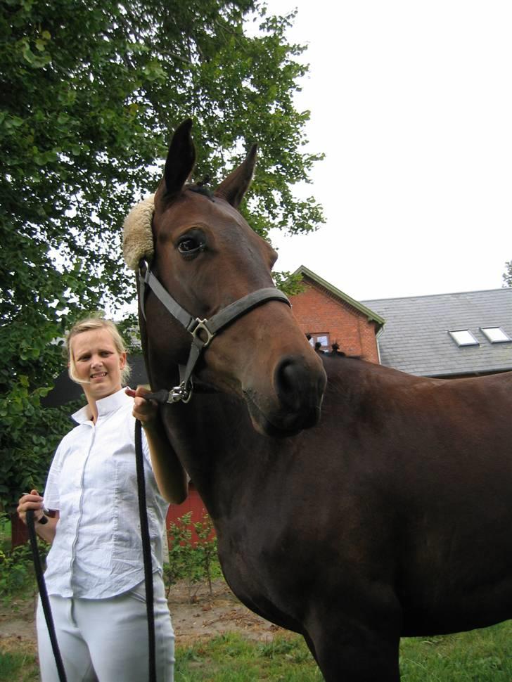Dansk Varmblod Piccoline  - Picco med højt humør :P  billede 12
