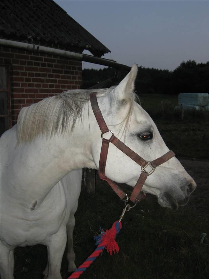 Sportsaraber (A) Rocky billede 7