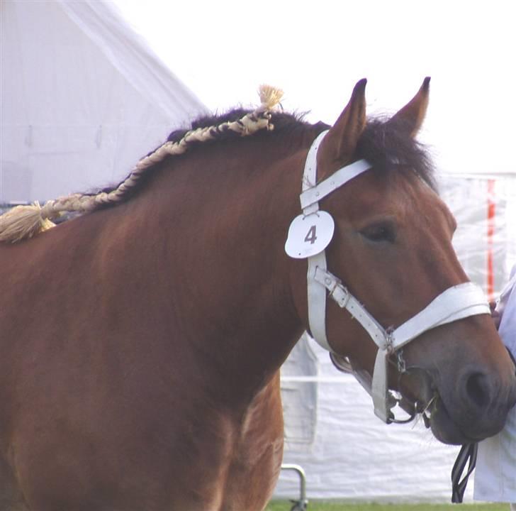 Belgier Charlotte billede 8