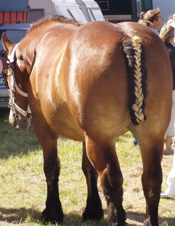 Belgier Charlotte billede 9