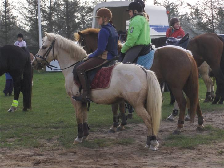 Palomino Max Motor  - Jagt i Ottersbøl 2007 billede 5