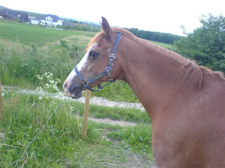 New Forest Mosegårdens comet *SOLGT* - comet billede 2